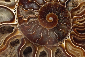 Polerade fossiler