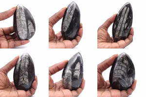 Orthoceras