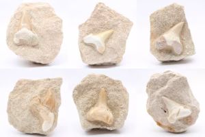 Fossil tand