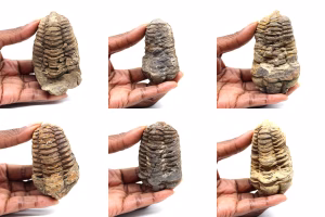 Trilobit