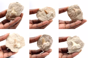 Fossil tand