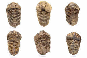 Orthoceras