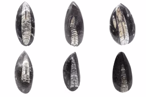 Orthoceras