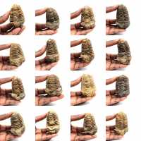 Fossil trilobit