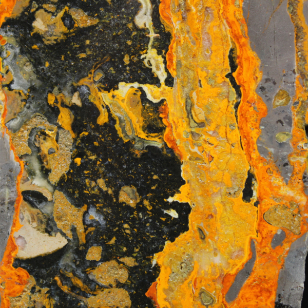 Indonesisk humlajaspis: stor polerad platta