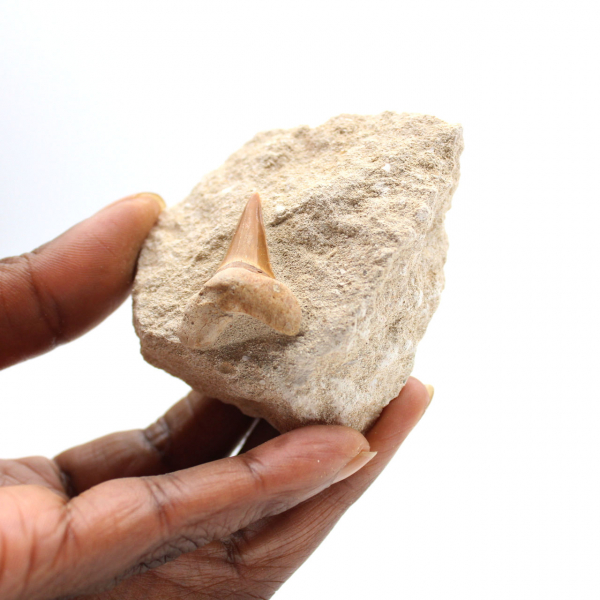 Fossil tand av Otodus från Marocko
