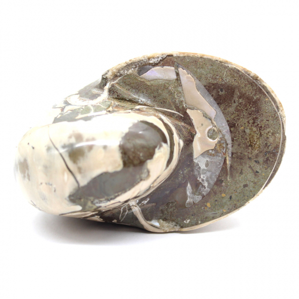 Ammonitprov från Madagaskar - Polerat fossil för samlare