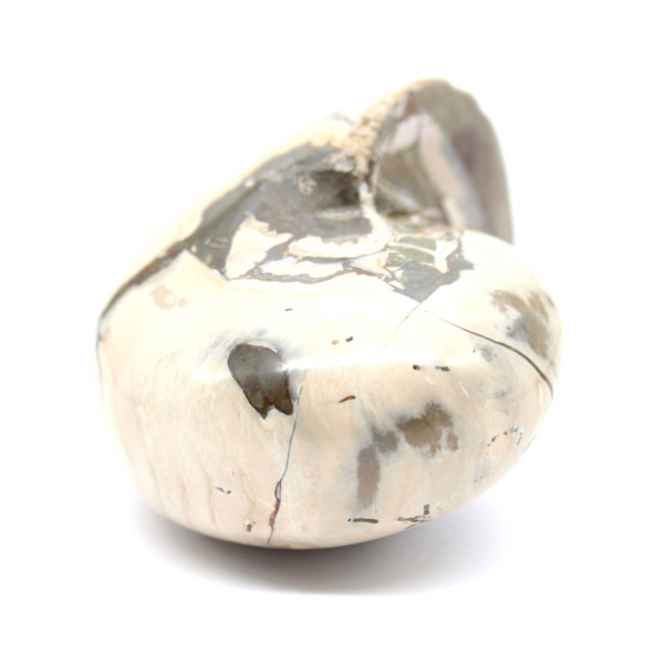 Ammonitprov från Madagaskar - Polerat fossil för samlare