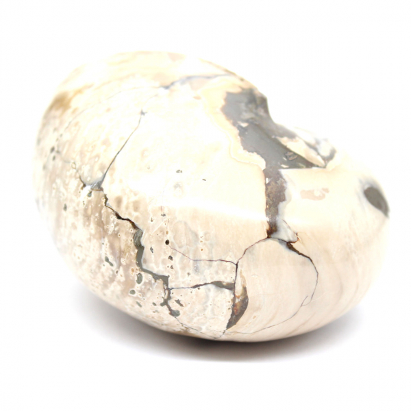 Ammonitprov från Madagaskar - Polerat fossil för samlare