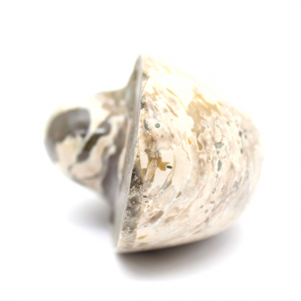 Ammonitprov från Madagaskar - Polerat fossil för samlare