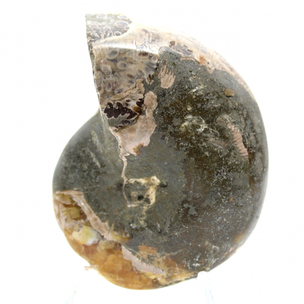 Högkvalitativ polerad fossil ammonit - Naturligt dekorativt föremål