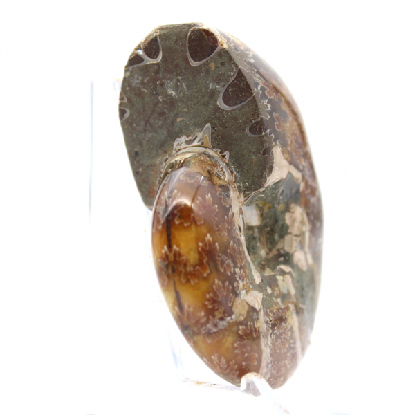 Liten polerad ammonitfossil från Madagaskar - Äkthetsgaranti