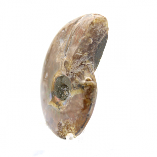 Minsta polerade ammonit - fossil från Madagaskar (35 g)