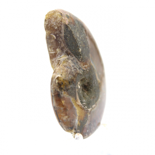 Minsta polerade ammonit - fossil från Madagaskar (35 g)