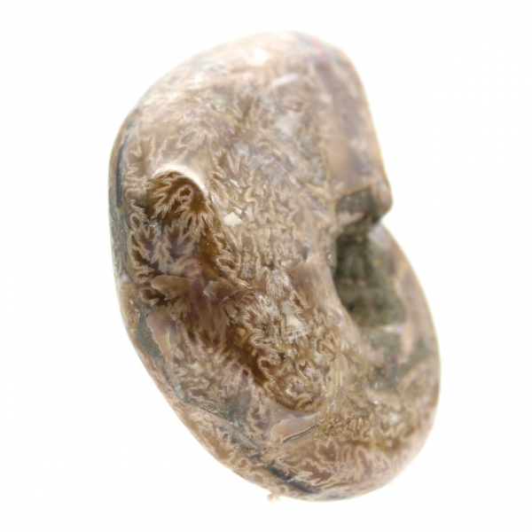 Polerad ammonit för samlare - Fossilskatt från Madagaskar (100 g)