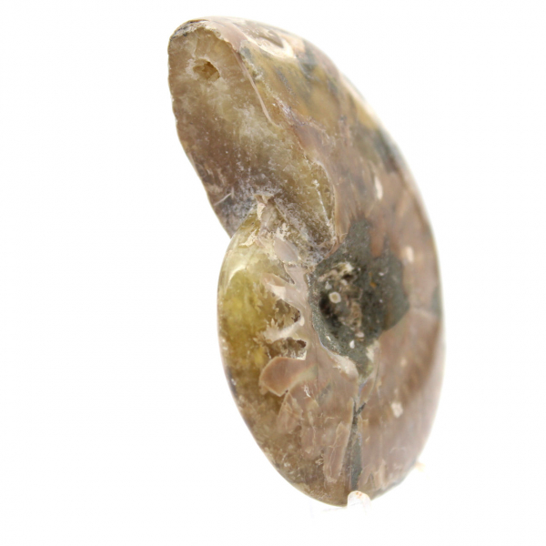 Liten polerad ammonitfossil - Autentiskt exemplar från Madagaskar