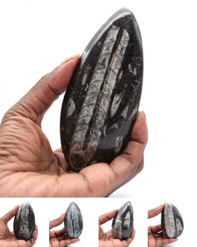 Fossil Orthoceras Marokko collection July 2024