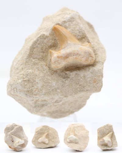 Fossil hajtand Marokko collection July 2024