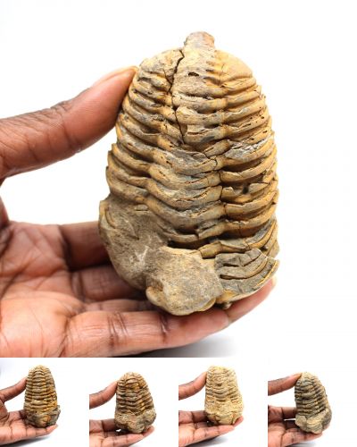 Trilobiter Marokko collection August 2025