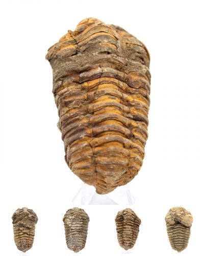Trilobit Marokko collection February 2025