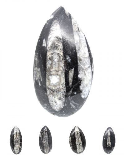 Orthoceras Marokko collection July 2025
