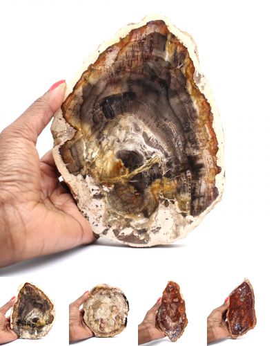 Fossilt trä Madagaskar collection March 2025