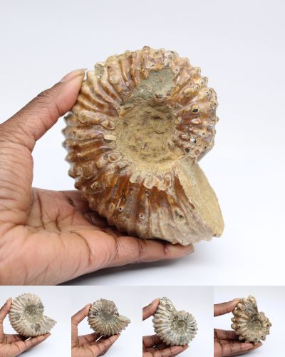 Fossil ammonit Madagaskar collection April 2025