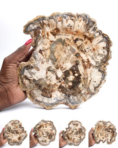 Fossilt trä Madagaskar collection October 2025 Fossilt trä Madagaskar collection October 2025