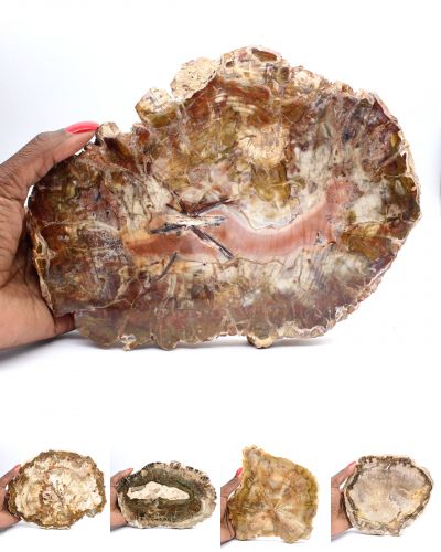 Fossiliserat trä Madagaskar collection January 2026 Fossiliserat trä Madagaskar collection January 2026