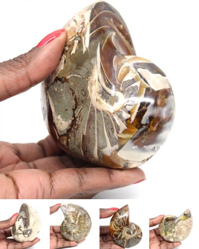 Hel ammonit Madagaskar collection December 2025 Hel ammonit Madagaskar collection December 2025