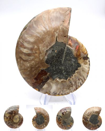 Ammoniter Madagaskar collection April 2026