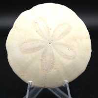 Scutella, fossil sjöborre