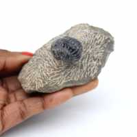 Fossiliserad trilobit på matris från Marocko