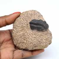 Trilobitfossil i matris