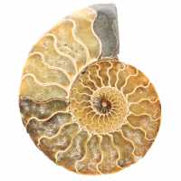 Fossil ammonit från Madagaskar