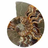 Ammonitfossil i ett stycke