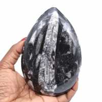 Orthoceras