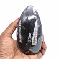 Orthoceras marocko
