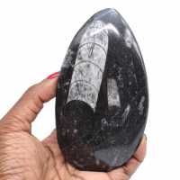 Polerade orthoceras