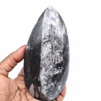 Orthoceras