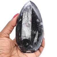 Orthoceras marocko