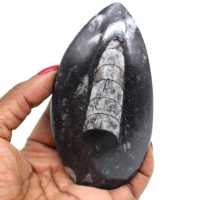 Polerade fossil orthoceras