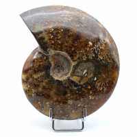 Helpolerad naturlig ammonit