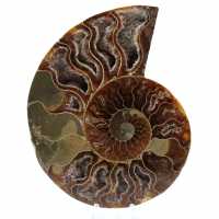 Polerad ammonitfossil