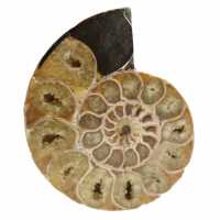Ett stycke ammonitfossil