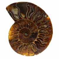 Naturlig polerad ammonit från madagaskar