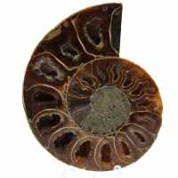 Polerad fossiliserad ammonit