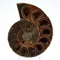 Polerad ammonit