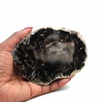 Skiva fossiliserat trä från madagaskar