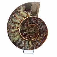 Polerad fossil ammonit från Madagaskar